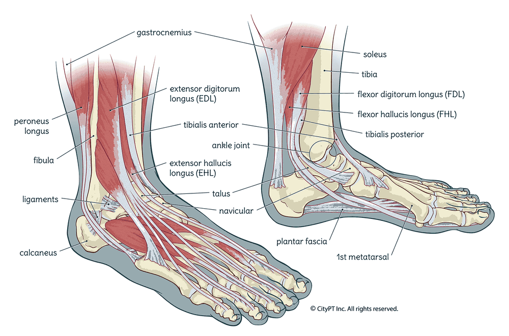 Physical Therapy in Montgomery and Conroe for Ankle Pain - Anatomy